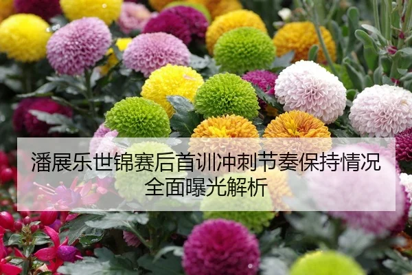 潘展乐世锦赛后首训冲刺节奏保持情况全面曝光解析